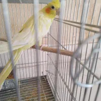 عروس هلندی|پرنده|اصفهان, کارلادان|دیوار