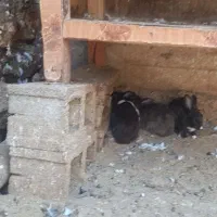 نر و ماده
