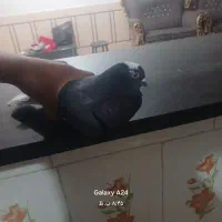 کفتر|پرنده|باغ ملک, |دیوار