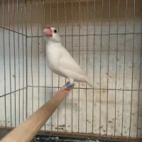 نرگسی ماده بالغ حلقه پا