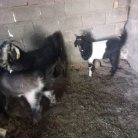 بز کهره دار|حیوانات مزرعه|میمند, |دیوار