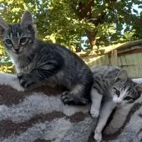 بچه گربه جهت واگذاری|گربه|خلخال, |دیوار