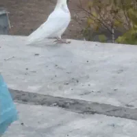 کبوتر|پرنده|مریوان, |دیوار