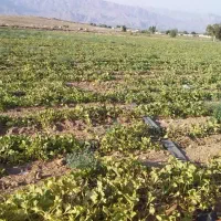 اجاره دادن زمین کشاورزی|اجارهٔ دفتر صنعتی، کشاورزی، تجاری|داراب, |دیوار