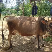 گاو شیری+گوساله دوماه