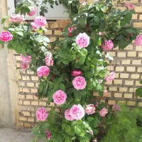 سوئیت همکف میدان اشکفت سلمان ایذه