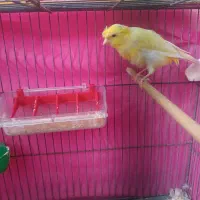 قناری نر برا فروش