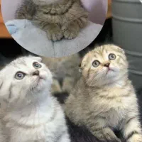 اسکاتیش فولد به رنگ گلد طلایی نقره ای