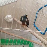 مرغ مینا|پرنده|مشکیندشت, |دیوار