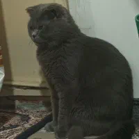 واگذاری گربه نر اسکاتیش توافقی