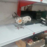 کبوتر گمشده