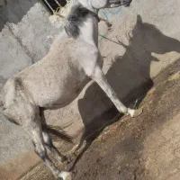 اسب|اسب و تجهیزات اسب‌سواری|اردبیل, |دیوار