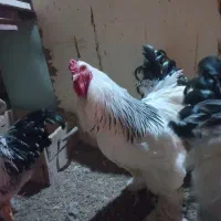 خروس نژاد برهما|حیوانات مزرعه|قم, انصار‌الحسین|دیوار