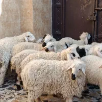 گوسفند نر دمخونگی|حیوانات مزرعه|زاهدان, |دیوار