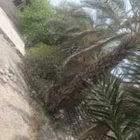 فروش زمین کلنگی|فروش زمین و ملک کلنگی|راسک, |دیوار