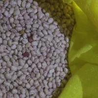 فروش فوری لوبیا چیتی کشاورز