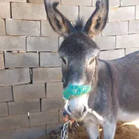 الاق گله ای