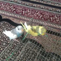 باسلام