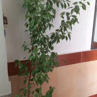 گل طبیعی