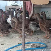 جوجه اردک پروازی یا امسک خضیری|حیوانات مزرعه|کرخه, |دیوار