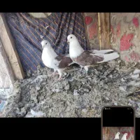 باسلام ازدم بدونه چونه دونه ای پانصدیاحق|پرنده|یزدان شهر, |دیوار