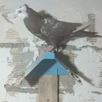 کبوتر در خرمشهر|پرنده|خرمشهر, |دیوار