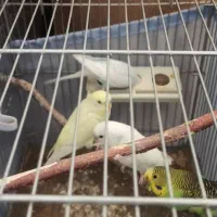 مرغ عشق دو جفت