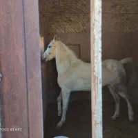 اسب مادیون|اسب و تجهیزات اسبسواری|رفسنجان, |دیوار