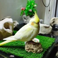 عروس هلندی گمشده در محدوده مسکن مهر جانبازان