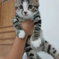 بچه گربه