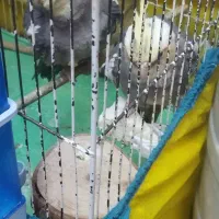 عروس هلندی|پرنده|قره ضیاالدین, |دیوار