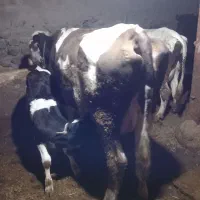 گاو گوساله|حیوانات مزرعه|هشترود, |دیوار