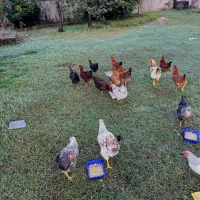 مرغ و خروس|حیوانات مزرعه|رضوانشهر, |دیوار