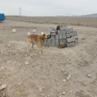 سگ گله ای و نگهبانی