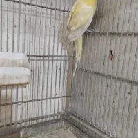 طوطی اوازه خوان ماده زرد روی تخم