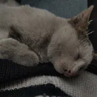 خونه نمیتونم ببرم