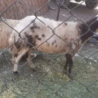 میش وبره
