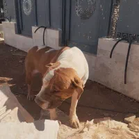 سگ پیت بول ماده|سگ|شیراز, قلات|دیوار