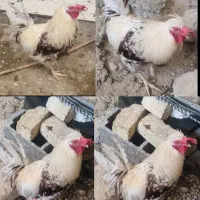 مرغ و خروس محلی اصیل