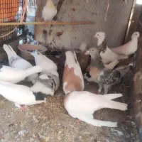 کفتر فروشی  برای جوجه کشی یا هوا
