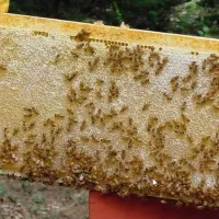 حرفه ای زنبوردار شو|خدمات آموزشی|بهبهان, |دیوار