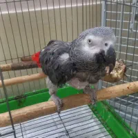 کاسکو نر دم قرمز معاوضه با هر پرنده ای