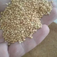 گندم|لوازم جانبی حیوانات|اصفهان, رهنان|دیوار
