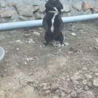 فندی ماده   خوشکل حرف گوشکن