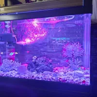 آکواریوم در حد نو
