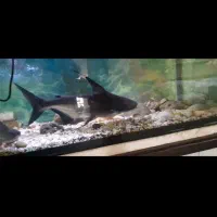 ماهی|ماهی|قوچان, |دیوار