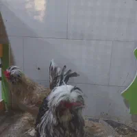 مرغ وخروسهای زینتی