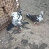 کفتر تهرانی|پرنده|محمدشهر, علی آباد گونه|دیوار