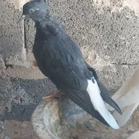 یک جفت دم سفید جوانه پاک|پرنده|فردوس (خراسان), |دیوار