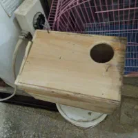 عروس هلندی آلبینو نر و قفس هم برای فروش هست و لونه|پرنده|خورموج, |دیوار